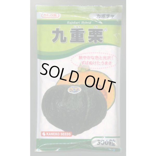画像1: 送料無料　[かぼちゃ]　九重栗　500粒　カネコ種苗（株） (1)