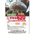 画像2: [きのこ菌]　しいたけ　棒型620　(200個棒型) (2)