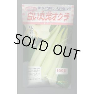 画像: 送料無料　[オクラ]　白い丸莢オクラ　1000粒　松永種苗(株)