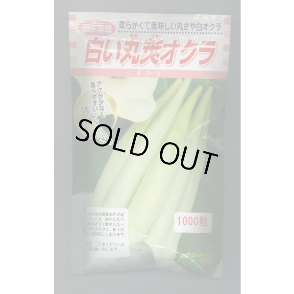 画像1: 送料無料　[オクラ]　白い丸莢オクラ　1000粒　松永種苗(株) (1)