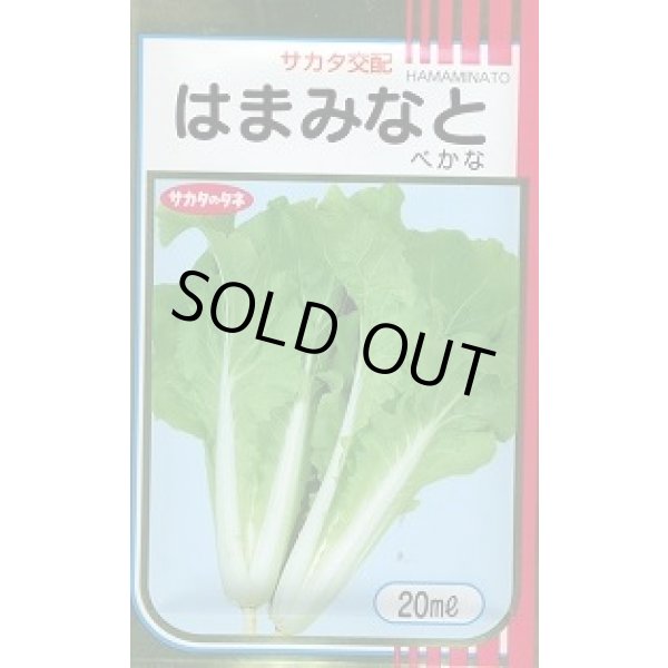 画像1: べかな はまみなとべかな 20ml サカタのタネ(株) (1)