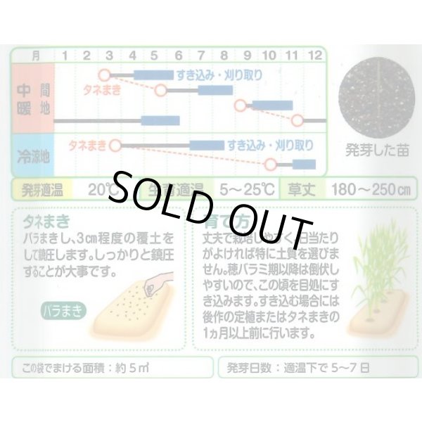 画像2: 送料無料　[緑肥]　らい麦　ライ太郎　60ml　タキイ種苗(株) (2)