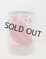 画像: [人参]　恋うさぎ　コート1万粒　ナント種苗(株)