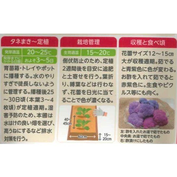 画像3: 送料無料　[カリフラワー]　パープルフラワー　コート　30粒　武蔵野交配 (3)