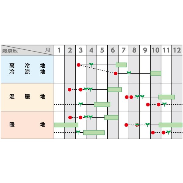 画像2: 送料無料　[キャベツ]　金系201号　ペレット種子　100粒　(株)サカタのタネ　実咲PRO（104968） (2)