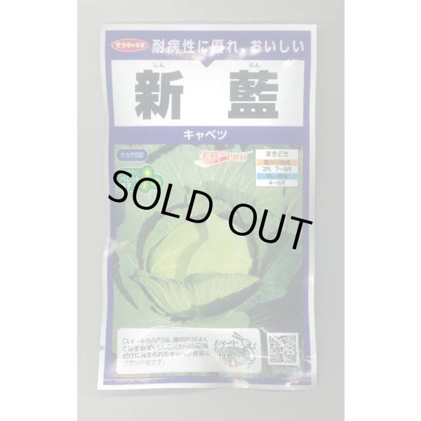 画像1: 送料無料　[キャベツ]　新藍　ペレット　100粒　(株)サカタのタネ　実咲PRO (1)