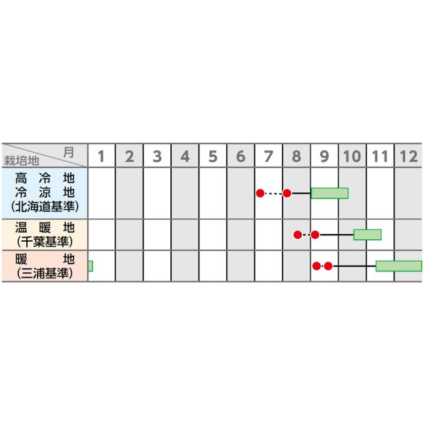 画像4: 送料無料　[大根]　夏秋自慢　約125粒　実咲450（203249）　(株)サカタのタネ (4)