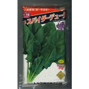 画像: ほうれんそう　スパイダーデューク　3万粒(種子サイズ:M)　トキタ種苗(株)