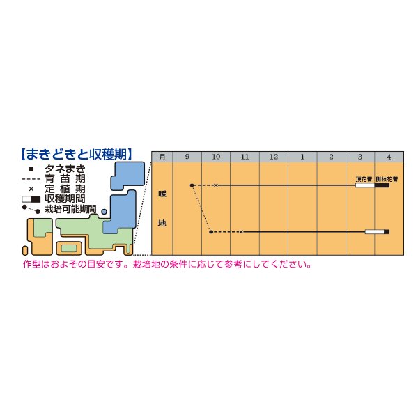 画像3: 送料無料　[ブロッコリー]　チャレンジャーSP　ペレット5千粒　タキイ種苗(株) (3)