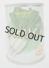 画像: [大根]　小太りくん　5000粒（コートしていません）　雪印種苗(株)