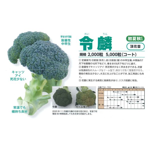 画像2: 送料無料　ブロッコリー　令麟　コート5000粒　トキタ種苗(株) (2)