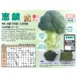 画像6: 送料無料　[ブロッコリー]　恵麟　小袋(およそ150粒)　トキタ種苗(株) (6)