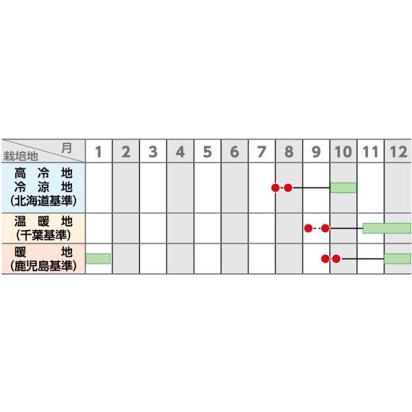 画像5: 大根 冬自慢 20ml (株)サカタのタネ (5)