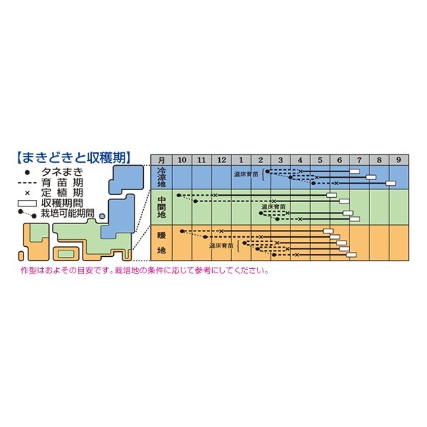 画像3: 送料無料　[キャベツ]　YR天空　約150粒　タキイ種苗（株）　DF (3)