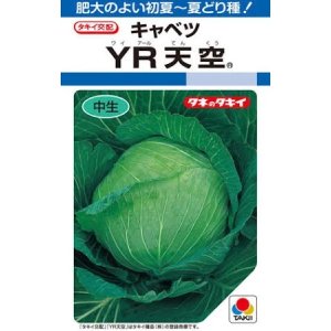 キャベツ　20玉　16 グリーンロフトネモト - キャベツ｜Yahoo!ショッピング