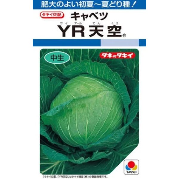 画像1: 送料無料　[キャベツ]　YR天空　約150粒　タキイ種苗（株）　DF (1)