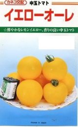 画像: 送料無料　[トマト/中玉トマト]　イエローオーレ　1000粒　カネコ交配
