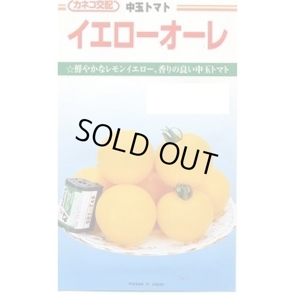 画像1: 送料無料　[トマト/中玉トマト]　イエローオーレ　1000粒　カネコ種苗（株） (1)