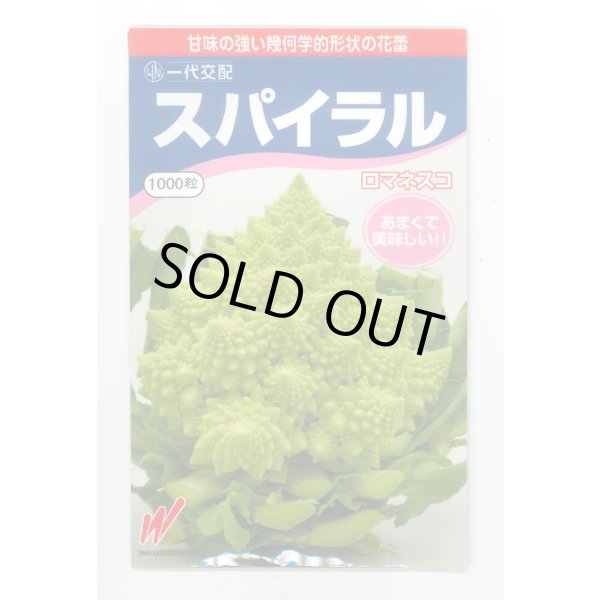 画像1: 送料無料　[カリフラワー]　スパイラル　1000粒（コートしてません。）　渡辺農事（株） (1)