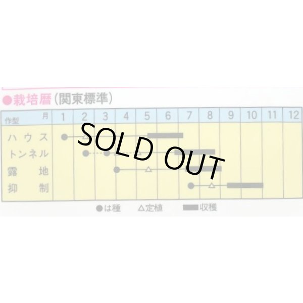 画像2: 送料無料　[瓜類]　NEW早馬　30粒　トキタ種苗（株） (2)