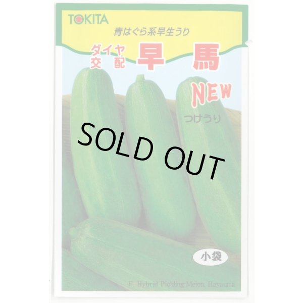 画像1: 送料無料　[瓜類]　NEW早馬　30粒　トキタ種苗（株） (1)