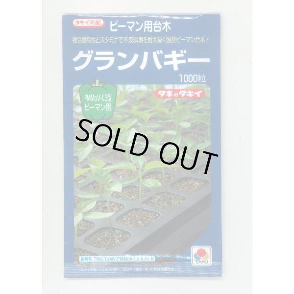 画像1: 送料無料　[台木/ピーマン用]　グランバギー　1000粒　タキイ種苗(株) (1)