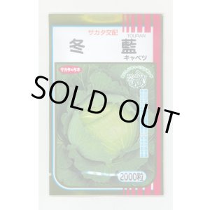 画像: 送料無料　[キャベツ]　冬藍　2000粒　（株）サカタのタネ
