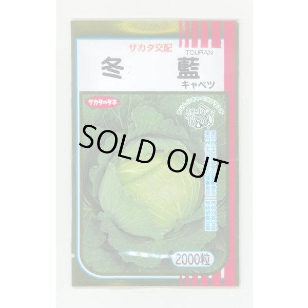 画像1: 送料無料　[キャベツ]　冬藍　2000粒　（株）サカタのタネ (1)