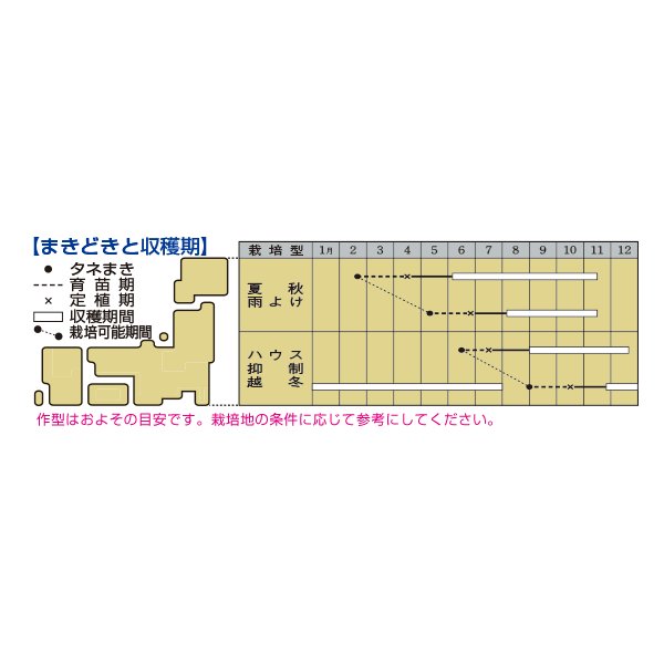 画像3: 送料無料　[トマト/ミニトマト]　千恋　およそ8粒　タキイ種苗（株）DF (3)