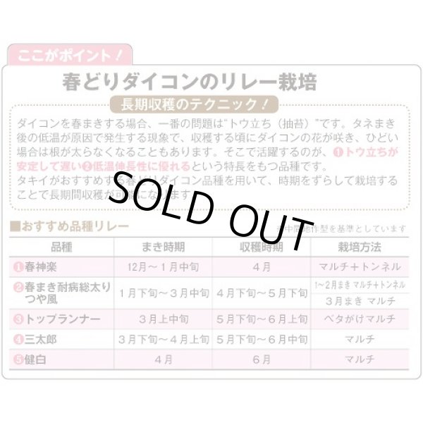 画像4: 送料無料　[大根]　つや風　1.8ml　タキイ種苗(株)　GF (4)