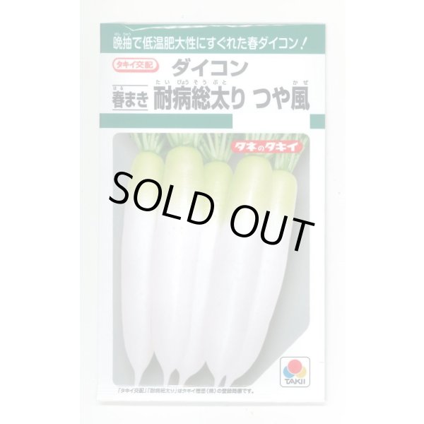 画像1: 送料無料　[大根]　つや風　1.8ml　タキイ種苗(株)　GF (1)