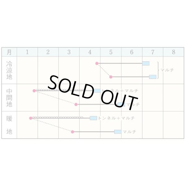 画像3: 送料無料　[大根]　つや風　1.8ml　タキイ種苗(株)　GF (3)
