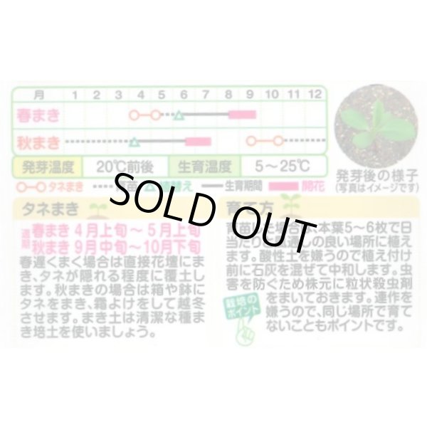 画像2: 送料無料　花の種　アスター　ナナ　混合　小袋　タキイ種苗(株)(NL300) (2)