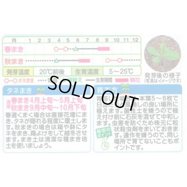 画像2: 送料無料　花の種　アスター　ネネ　混合　小袋　タキイ種苗(株)(NL300) (2)
