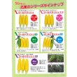 画像4: 送料無料[とうもろこし]　ゴールドラッシュネオ　2000粒　(株)サカタのタネ (4)