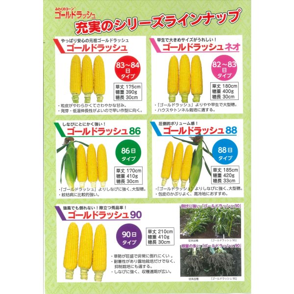 画像4: [とうもろこし] ゴールドラッシュ86 2000粒 (株)サカタのタネ (4)