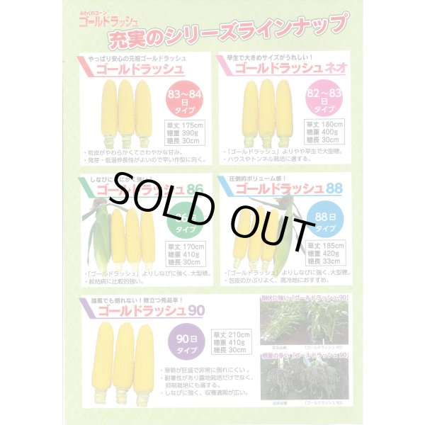 画像3: 送料無料[とうもろこし]　ゴールドラッシュ　2000粒　(株)サカタのタネ (3)