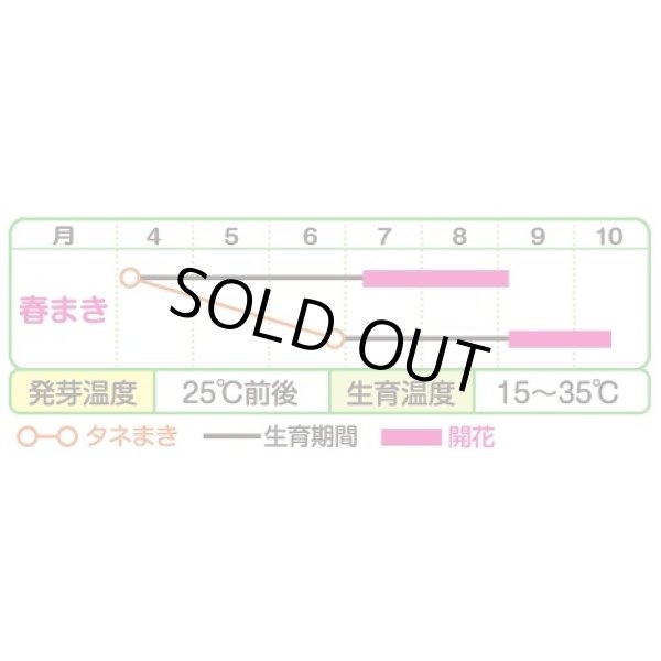 画像2: 送料無料　花の種　お徳用パック！ひまわり畑　大輪一重咲黄色　タキイ種苗(株)NL500 (2)
