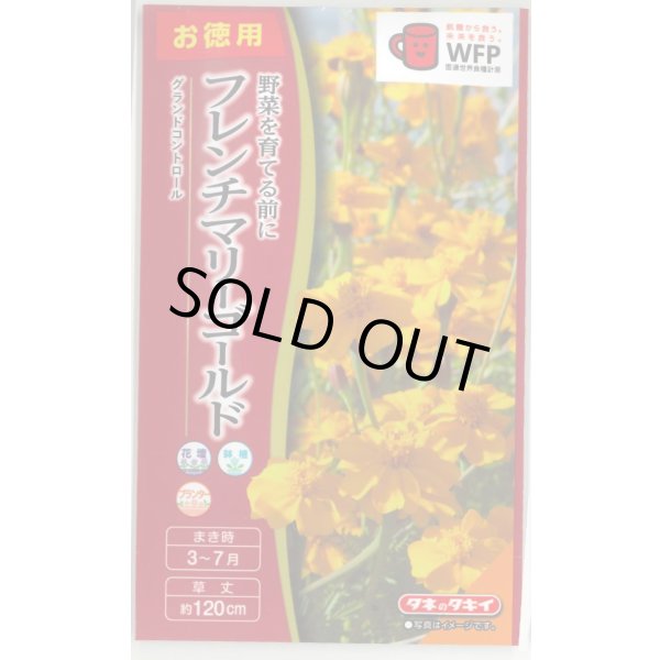 画像1: 花の種 お徳用パック!フレンチマリーゴールド グランドコントロール タキイ種苗(株)(NL500) (1)