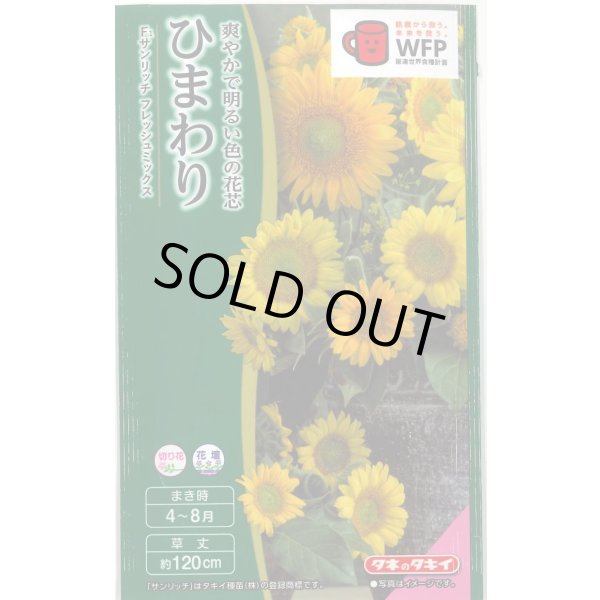 画像1: 送料無料　花の種　ひまわり　サンリッチフレッシュミックス　小袋　タキイ種苗(株)NL300 (1)