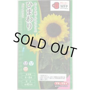 画像: 送料無料　花の種　ひまわり　スマイルラッシュ　(約20粒)　タキイ種苗(株)(NL300)