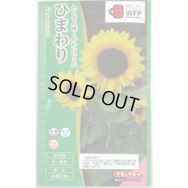 画像1: 送料無料　花の種　ひまわり　スマイルラッシュ　(約20粒)　タキイ種苗(株)(NL300) (1)