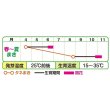 画像3: 送料無料　花の種　ひまわり　ビッグスマイル(約15粒)　タキイ種苗(株)　NL300 (3)