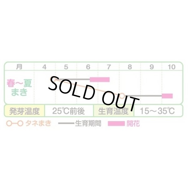 画像3: 送料無料　花の種　ひまわり　サンリッチフレッシュミックス　小袋　タキイ種苗(株)NL300 (3)