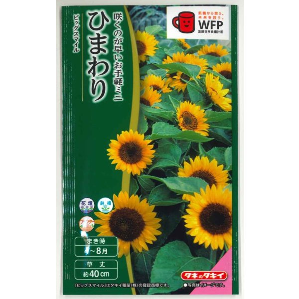 画像1: 送料無料　花の種　ひまわり　ビッグスマイル(約15粒)　タキイ種苗(株)　NL300 (1)