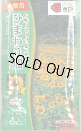 画像: 送料無料　花の種　お徳用パック！ひまわり畑　大輪一重咲黄色　タキイ種苗(株)NL500