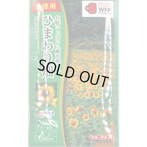 画像1: 送料無料　花の種　お徳用パック！ひまわり畑　大輪一重咲黄色　タキイ種苗(株)NL500 (1)
