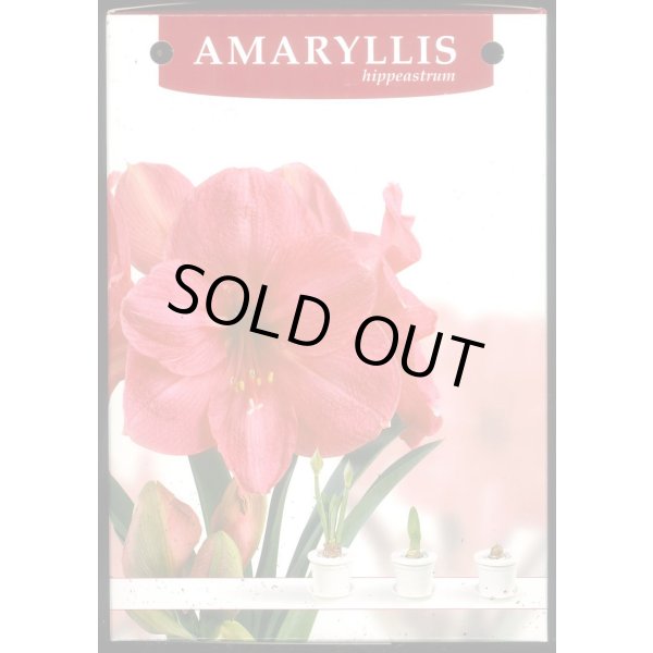 画像6: 送料無料　球根　アマリリス　ポット植え　タキイ種苗（株） (6)