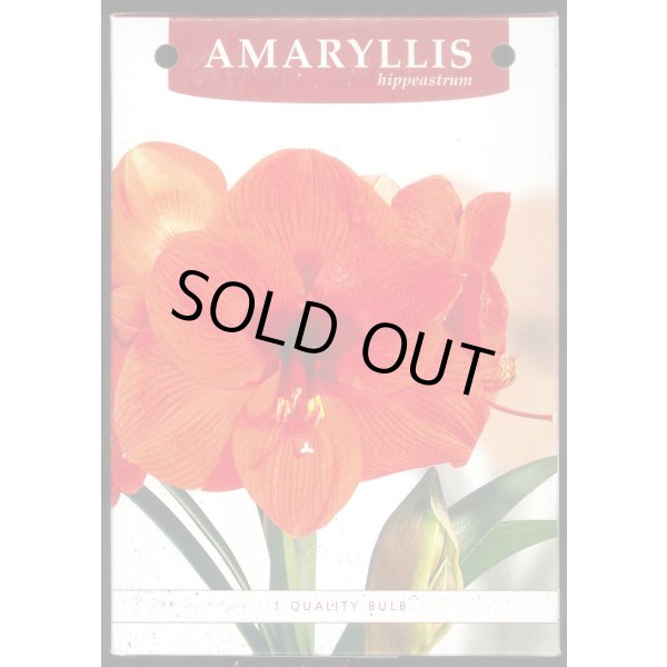 画像4: 送料無料　球根　アマリリス　ポット植え　タキイ種苗（株） (4)