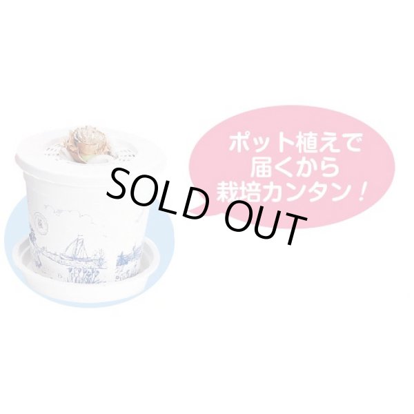 画像7: 送料無料　球根　アマリリス　ポット植え　タキイ種苗（株） (7)